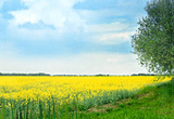 Biomass in Bulgaria