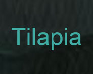 Tilapia Fish Company